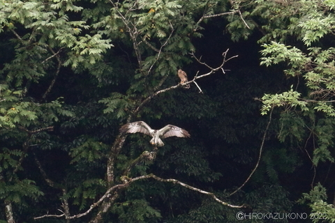 オオタカ幼鳥とミサゴ0818-1.JPG