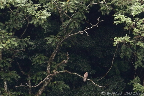 オオタカ幼鳥とミサゴ0818.JPG
